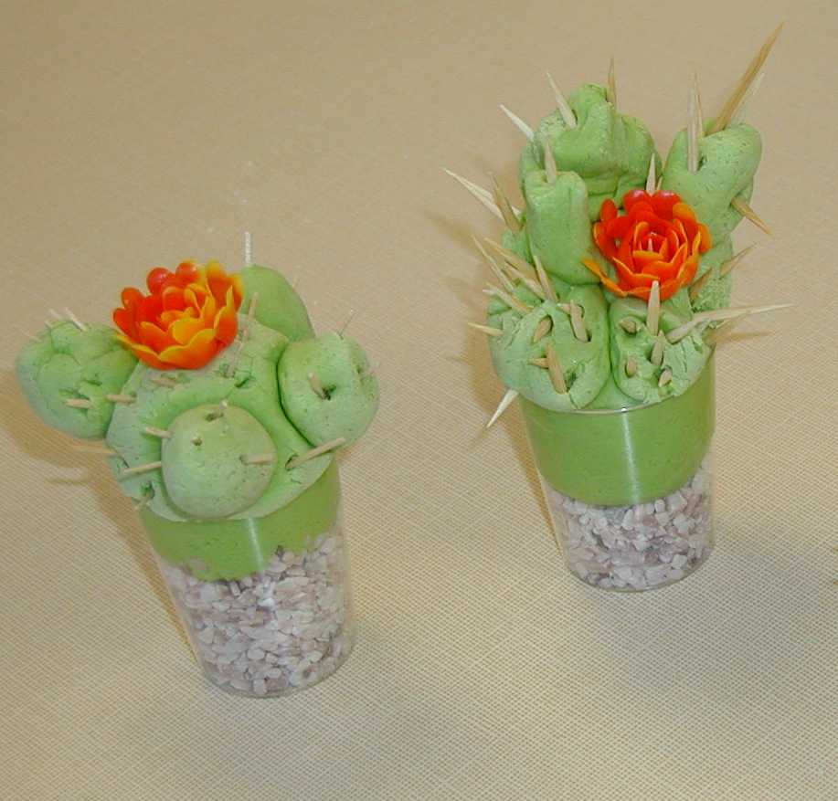 kaktusy 1